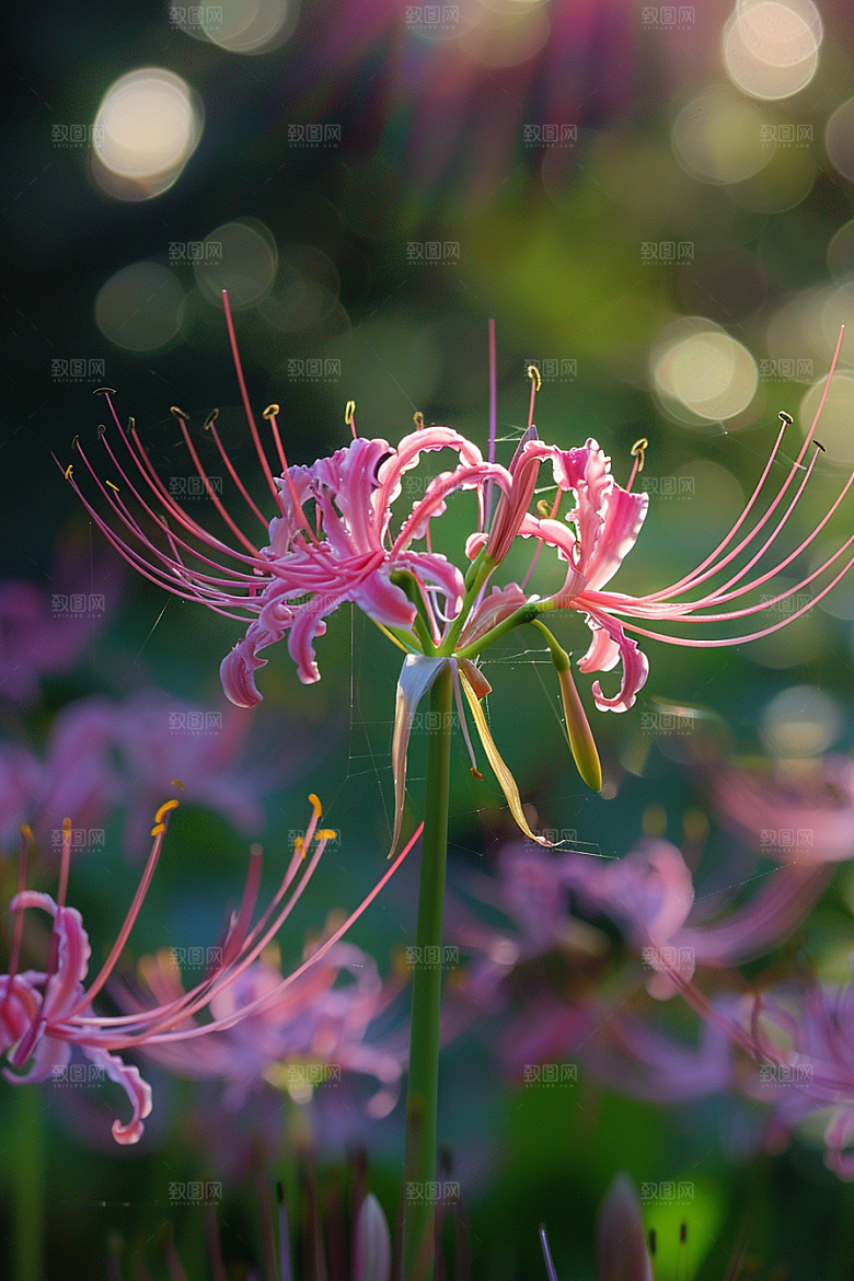 彼岸花石蒜花卉摄影图