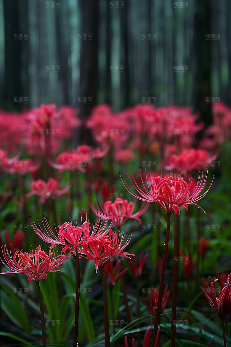 彼岸花曼殊沙华花朵摄影图