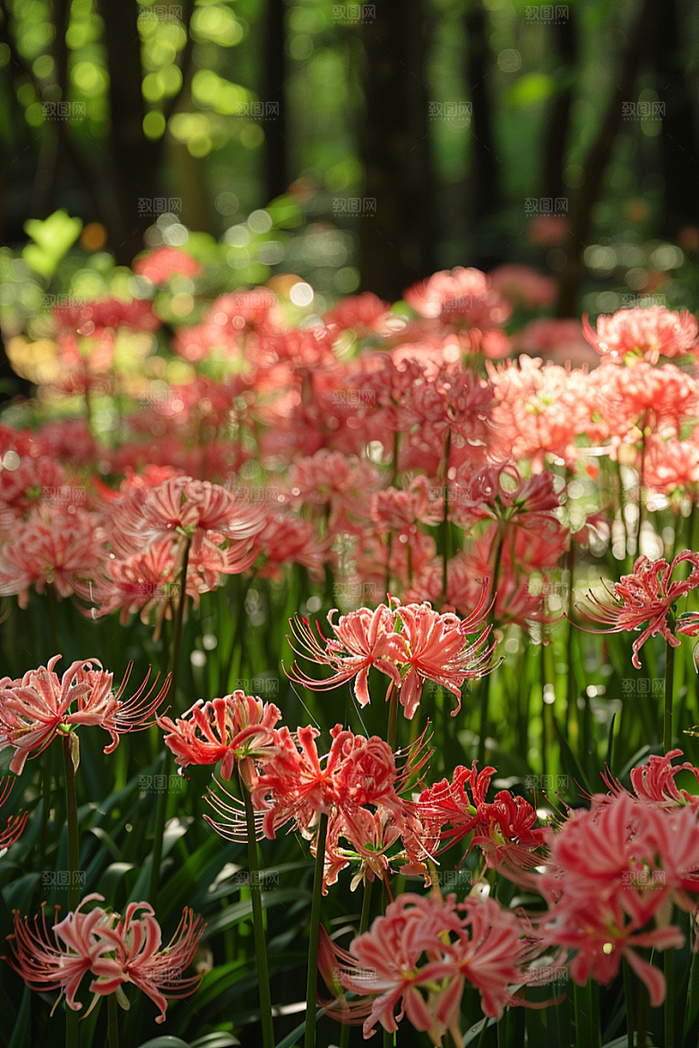 彼岸花冥界之花曼殊沙华摄影图