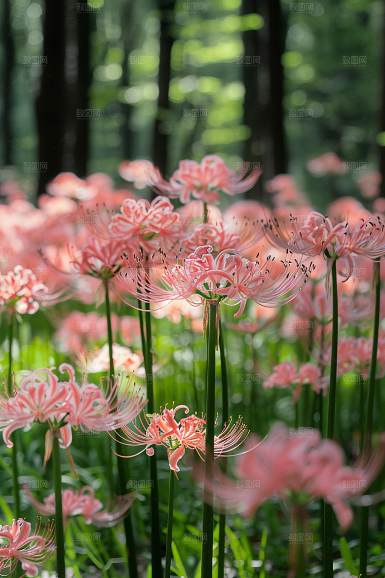 彼岸花曼殊沙华花卉摄影图