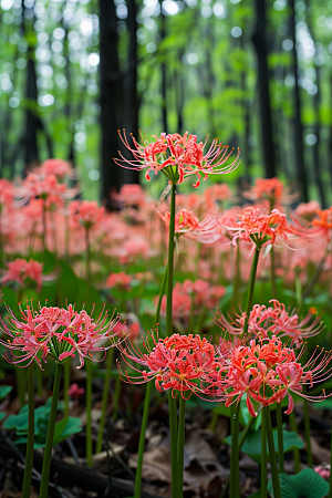 彼岸花花卉优雅摄影图