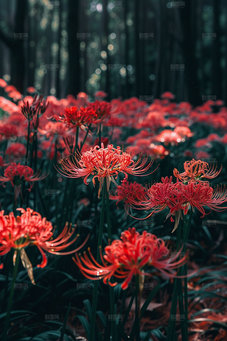 彼岸花特写高清摄影图