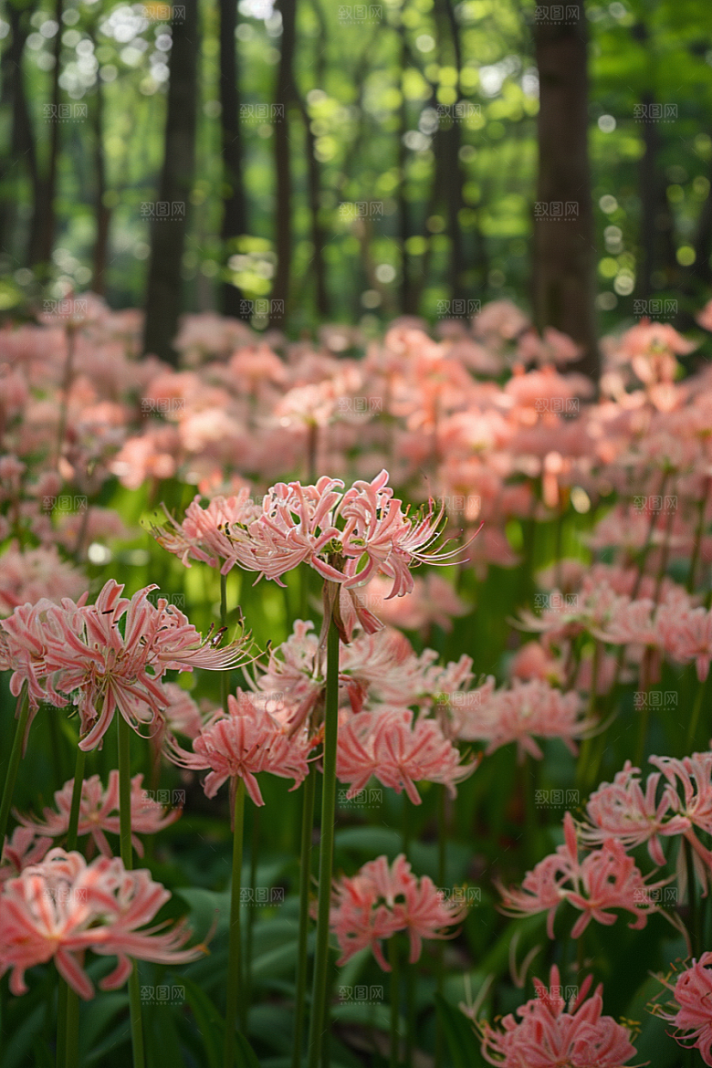 彼岸花曼殊沙华花朵摄影图