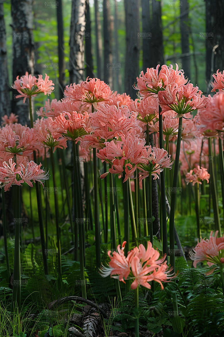 彼岸花花朵冥界之花摄影图
