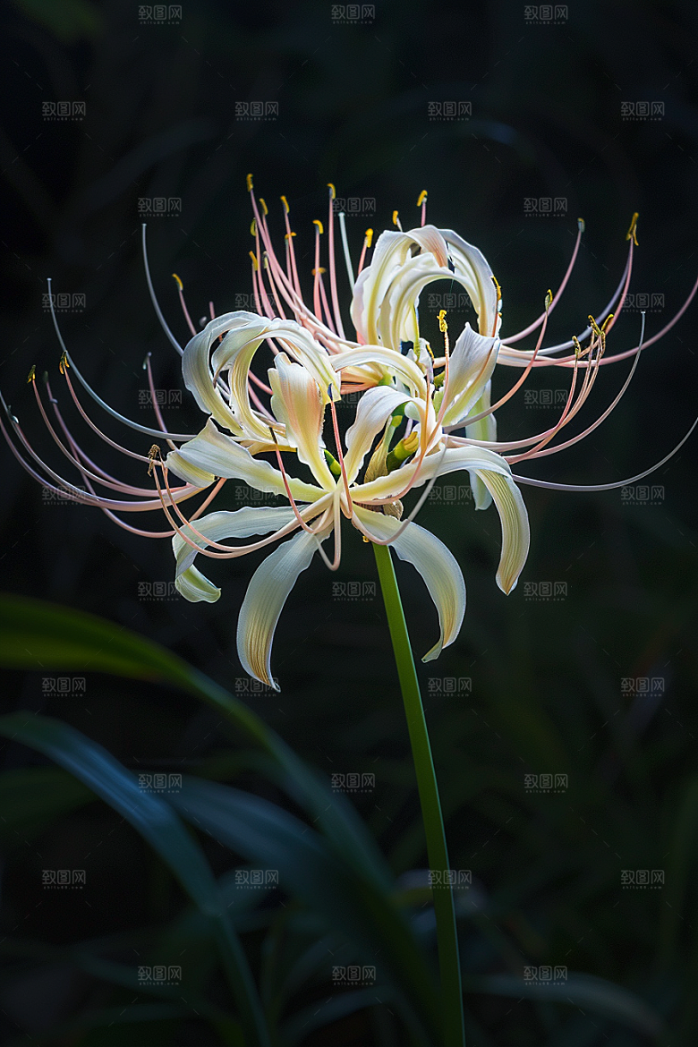 彼岸花花卉石蒜摄影图