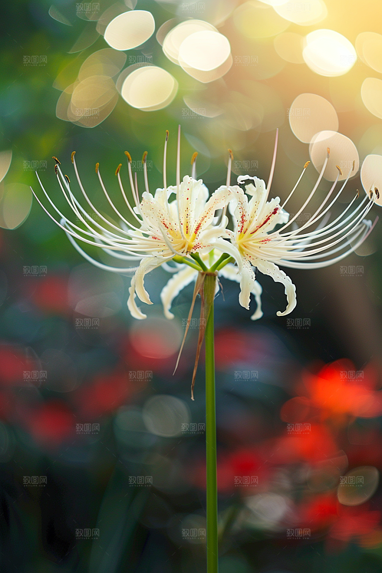 彼岸花花卉冥界之花摄影图