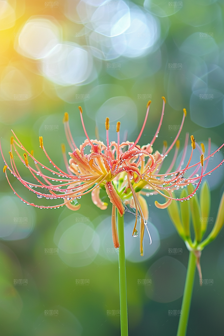 彼岸花植物自然摄影图