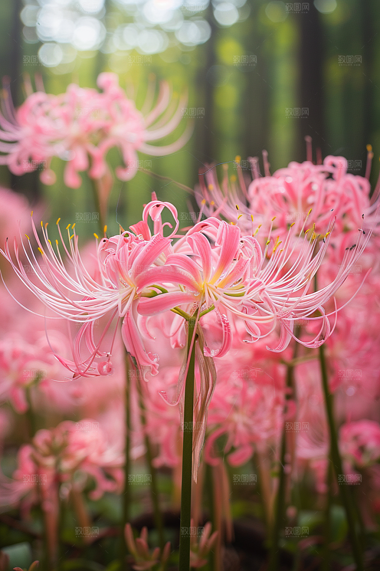 彼岸花曼殊沙华花朵摄影图