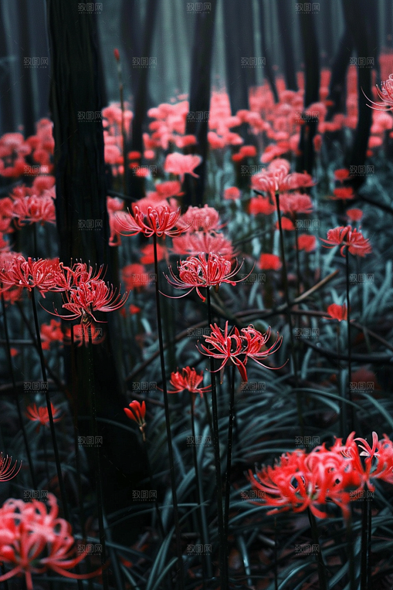 彼岸花冥界之花植物摄影图