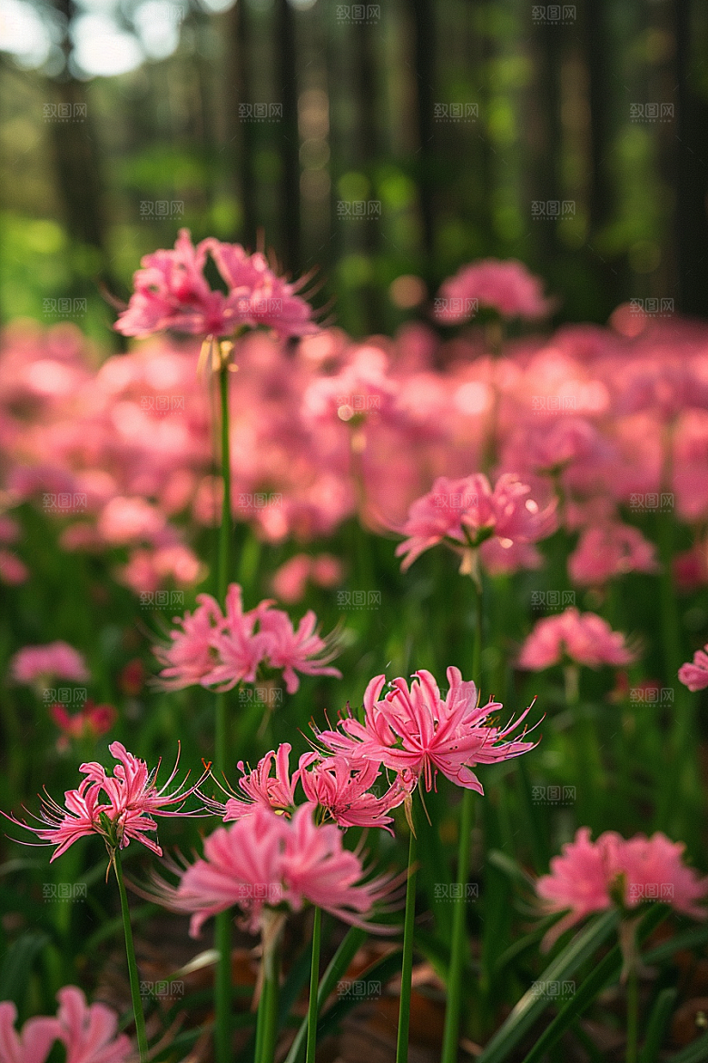 彼岸花特写花卉摄影图
