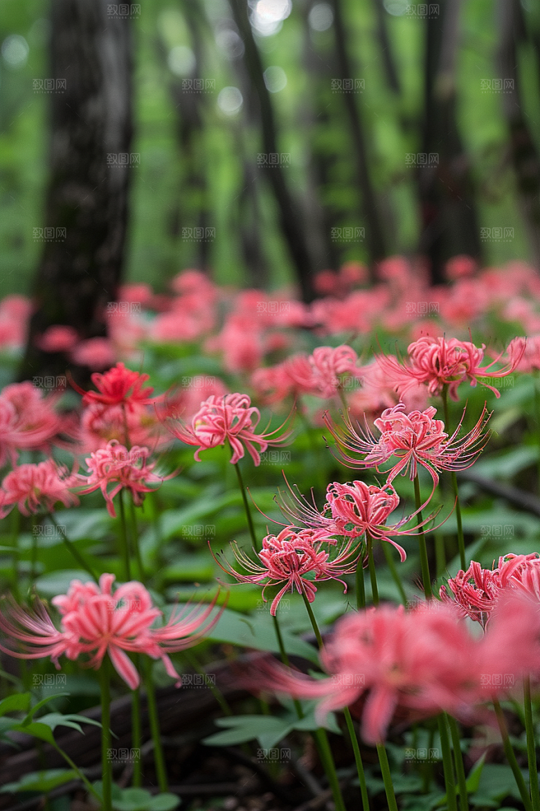彼岸花花卉花朵摄影图