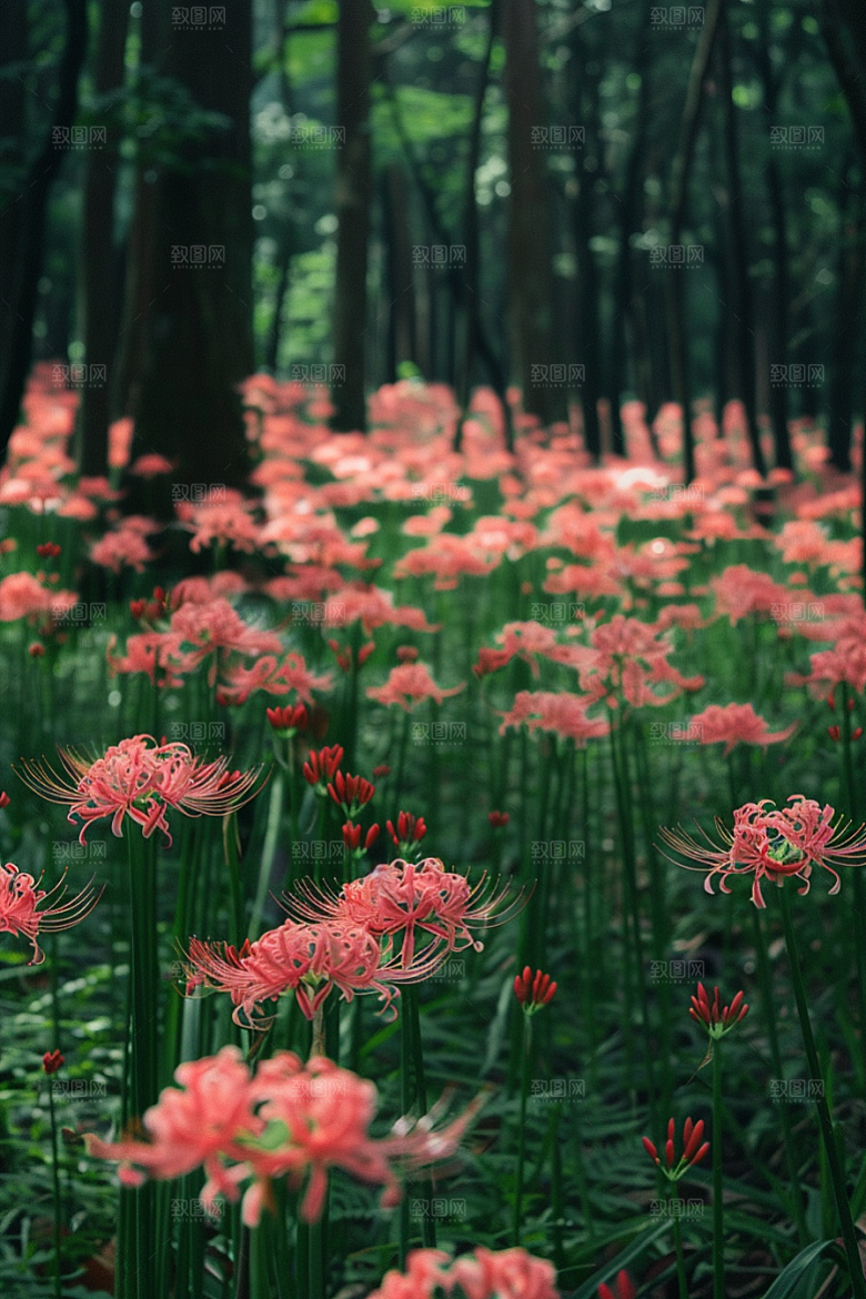 彼岸花冥界之花优雅摄影图
