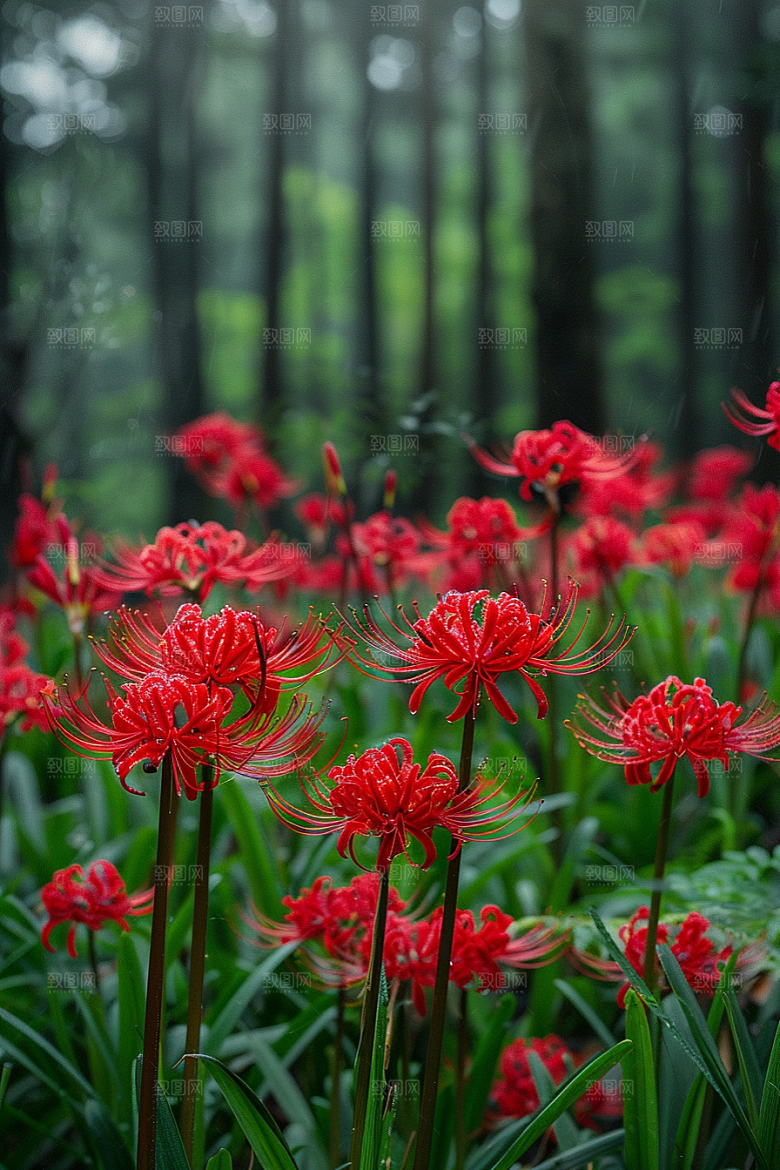 彼岸花花朵初夏摄影图