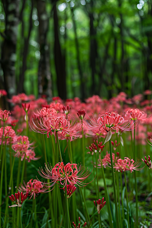 彼岸花特写花卉摄影图