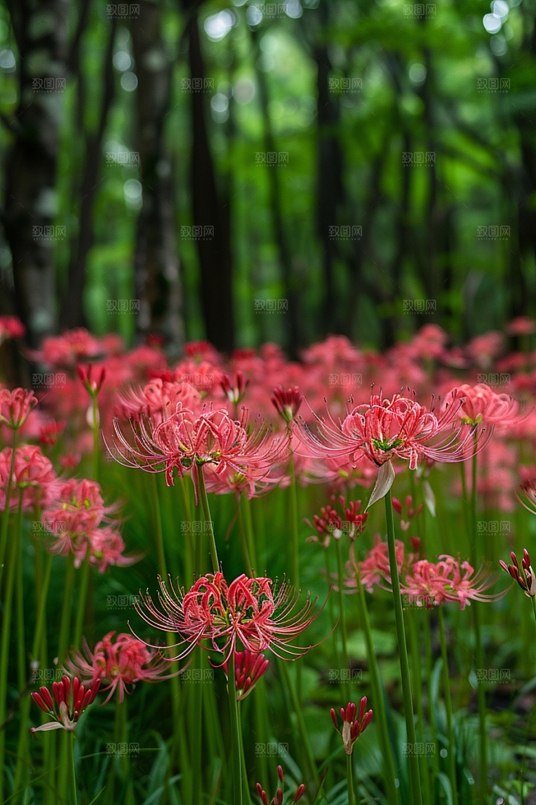彼岸花特写花卉摄影图
