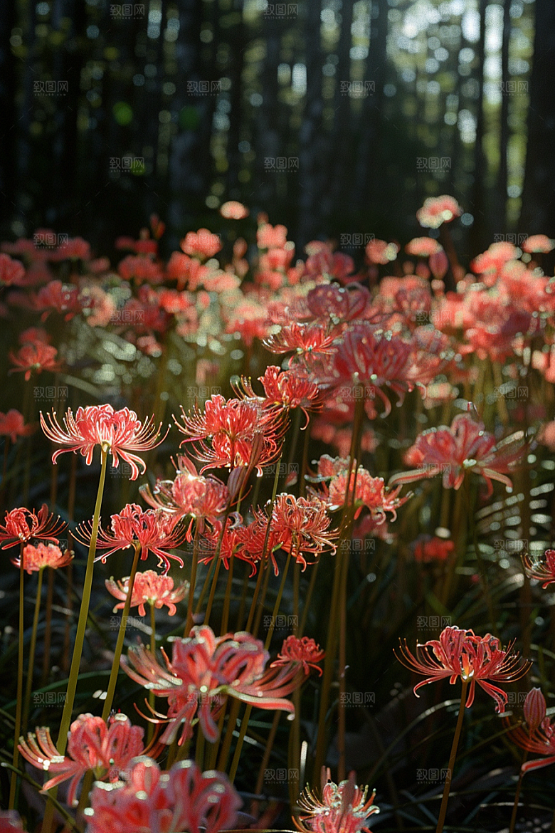 彼岸花花朵石蒜摄影图