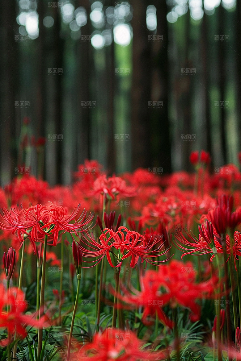 彼岸花花朵高清摄影图