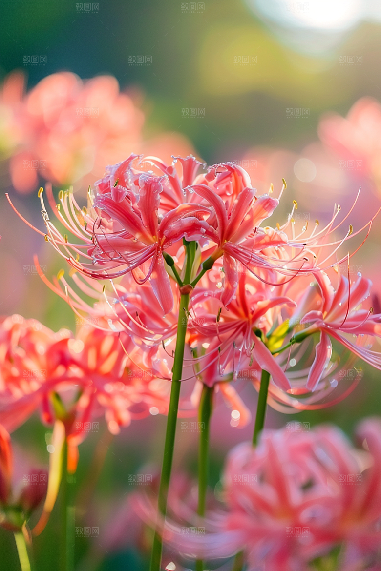 彼岸花植物花朵摄影图