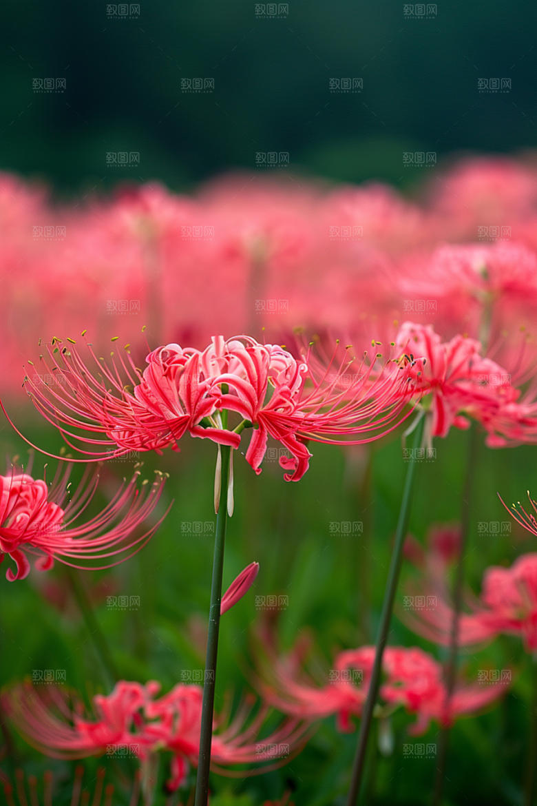 彼岸花唯美花朵摄影图