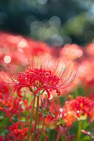 彼岸花特写植物摄影图