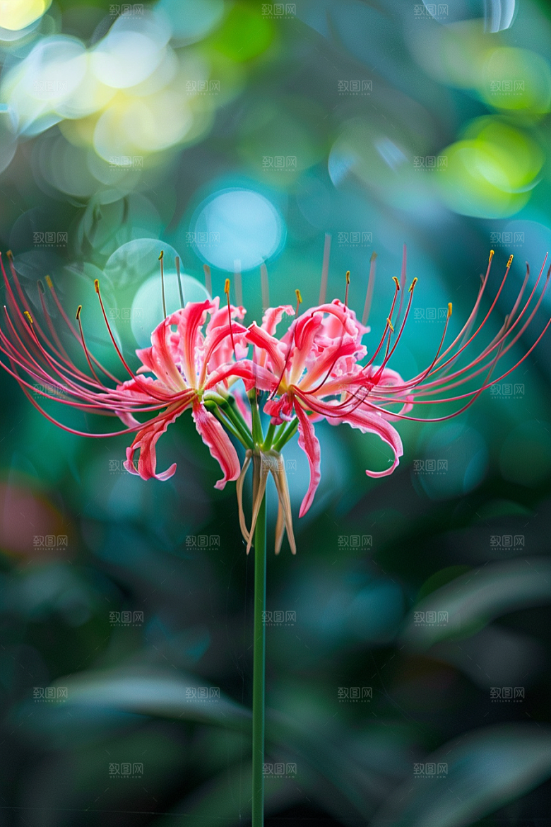 彼岸花优雅花卉摄影图