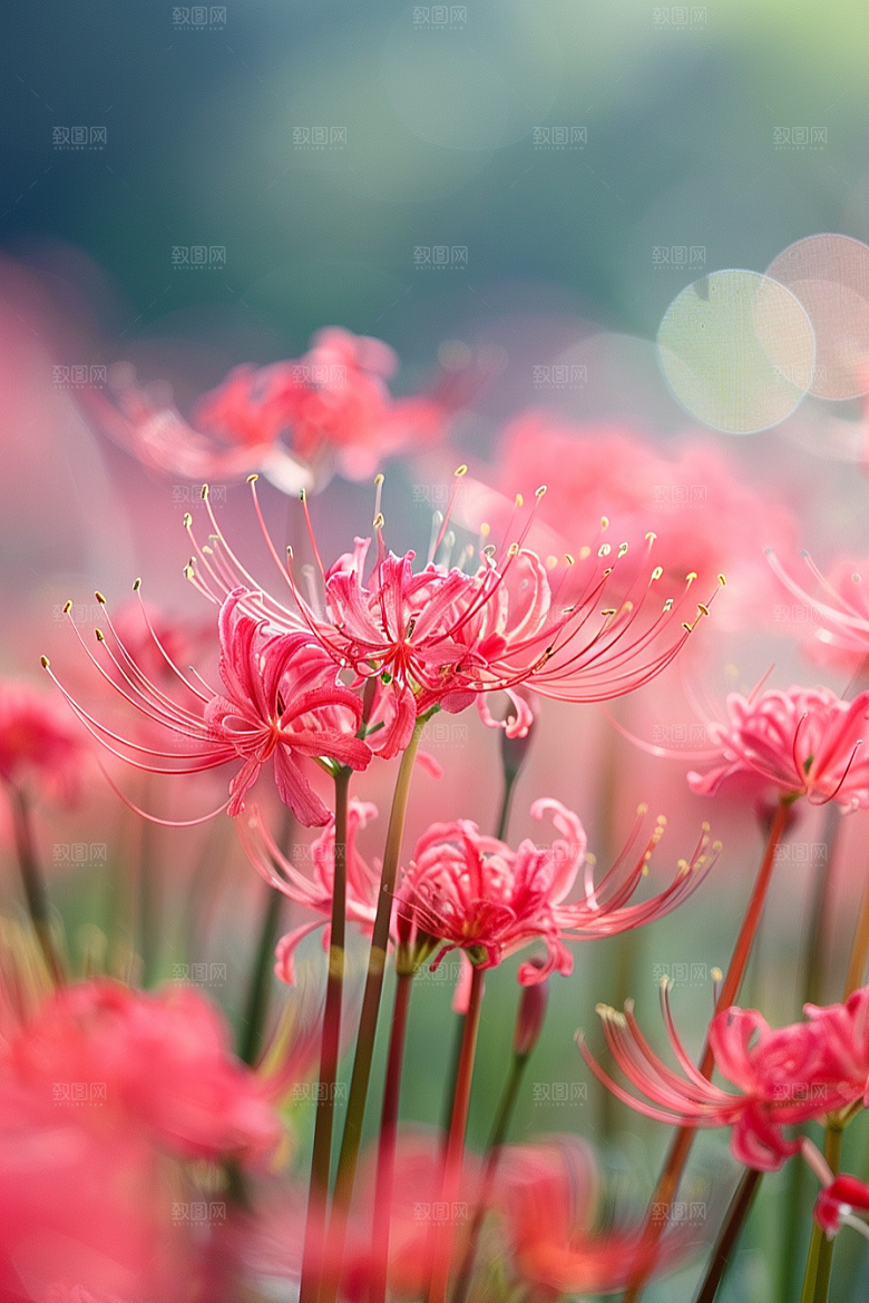 彼岸花高清植物摄影图