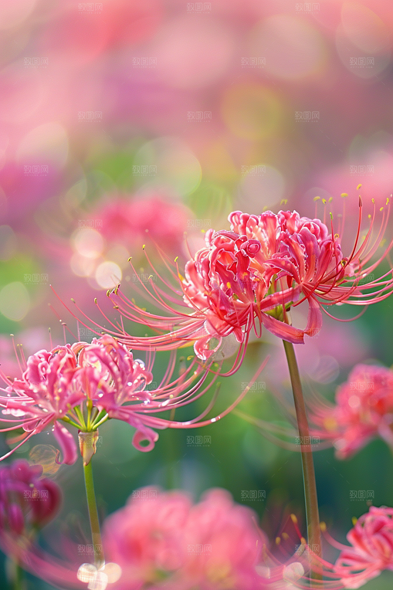 彼岸花花朵唯美摄影图