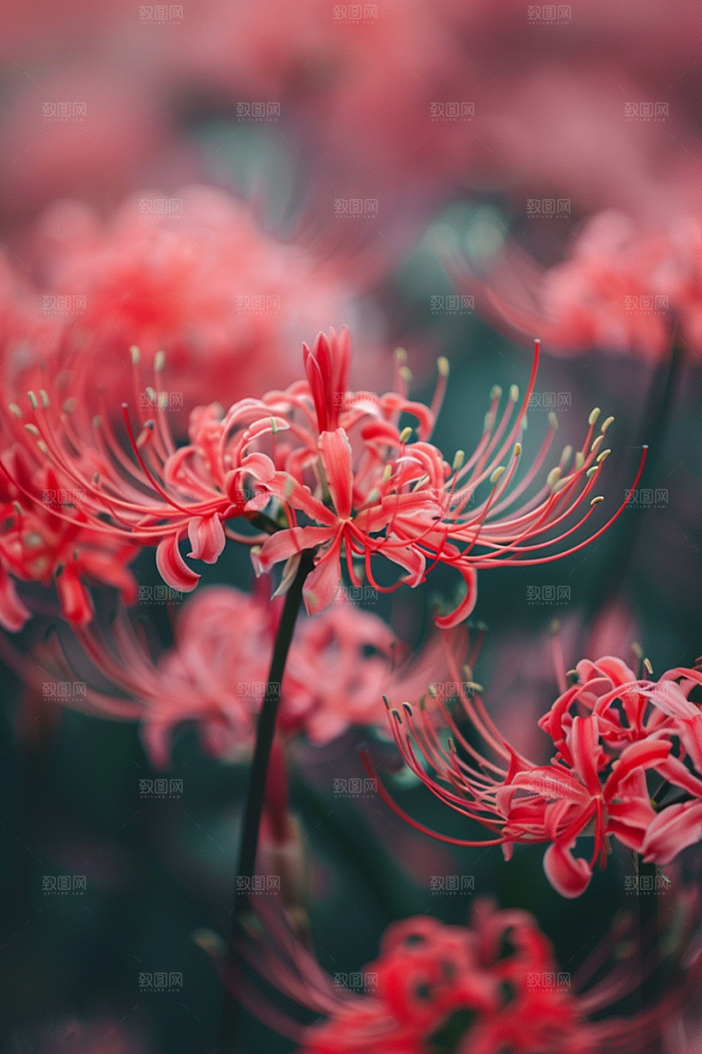 彼岸花石蒜花卉摄影图