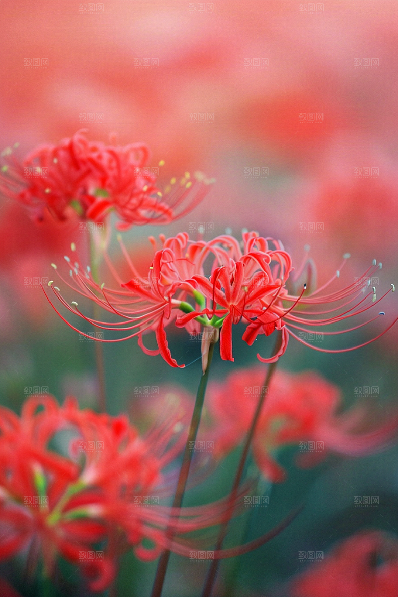 彼岸花唯美花朵摄影图