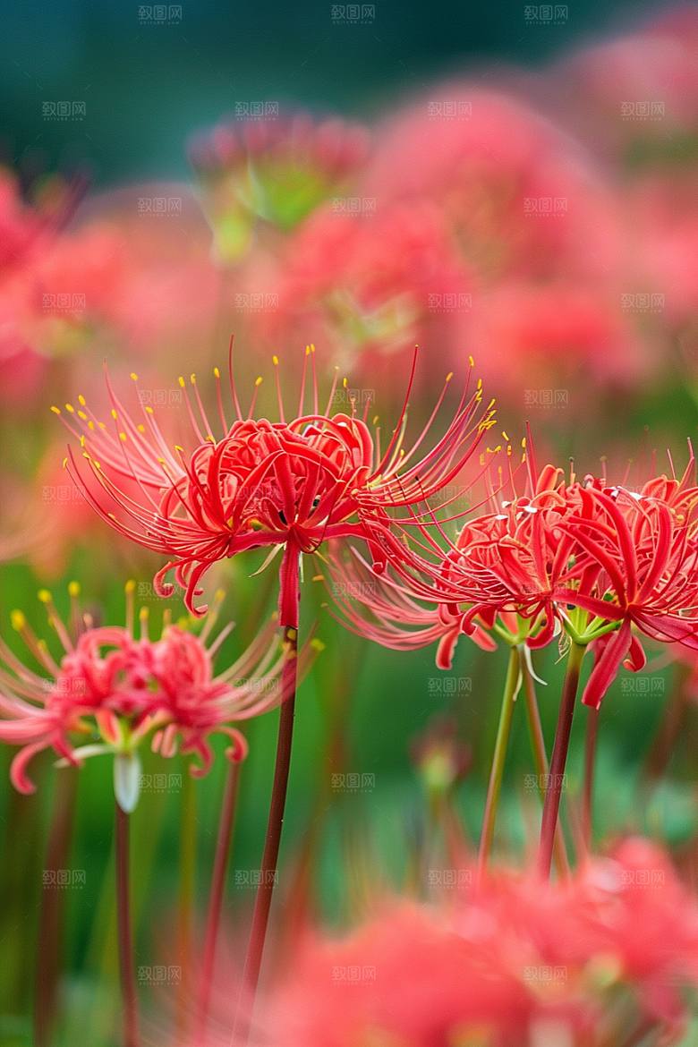 彼岸花高清花朵摄影图