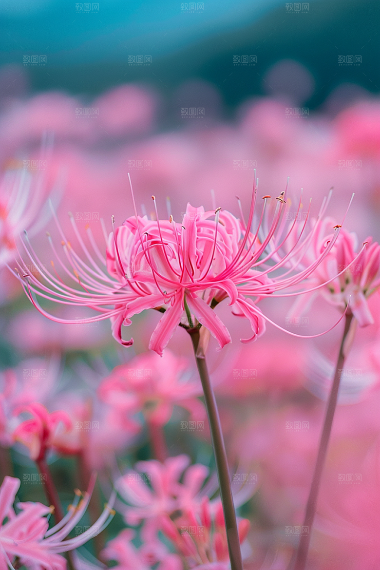 彼岸花曼殊沙华石蒜摄影图