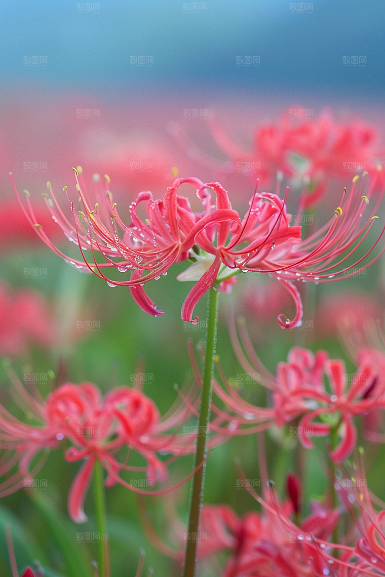 彼岸花花卉植物摄影图