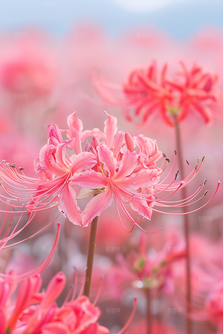 彼岸花石蒜唯美摄影图