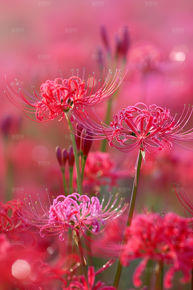 彼岸花花卉花朵摄影图