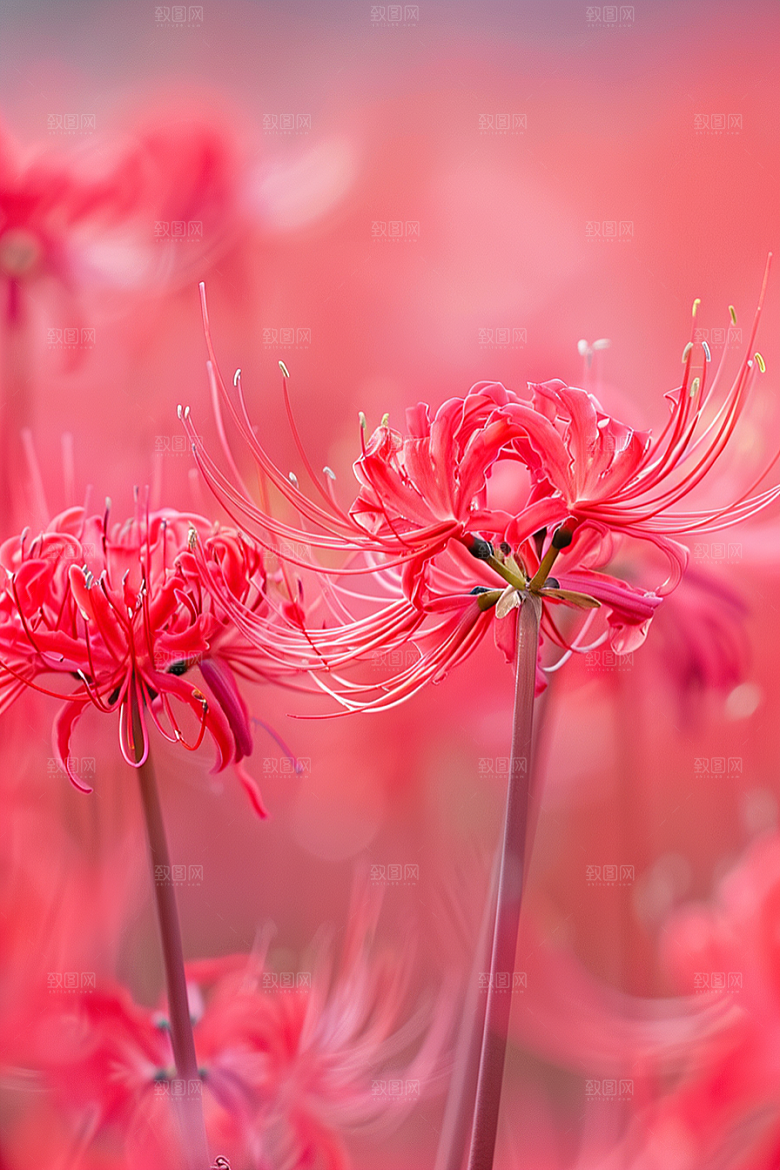 彼岸花花朵高清摄影图