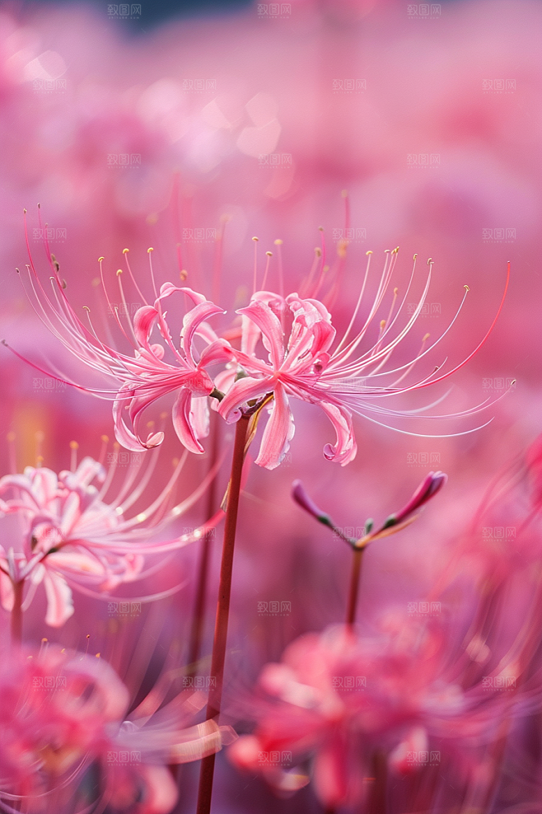 彼岸花特写高清摄影图