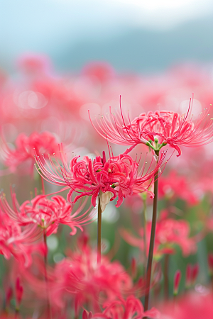 彼岸花石蒜冥界之花摄影图