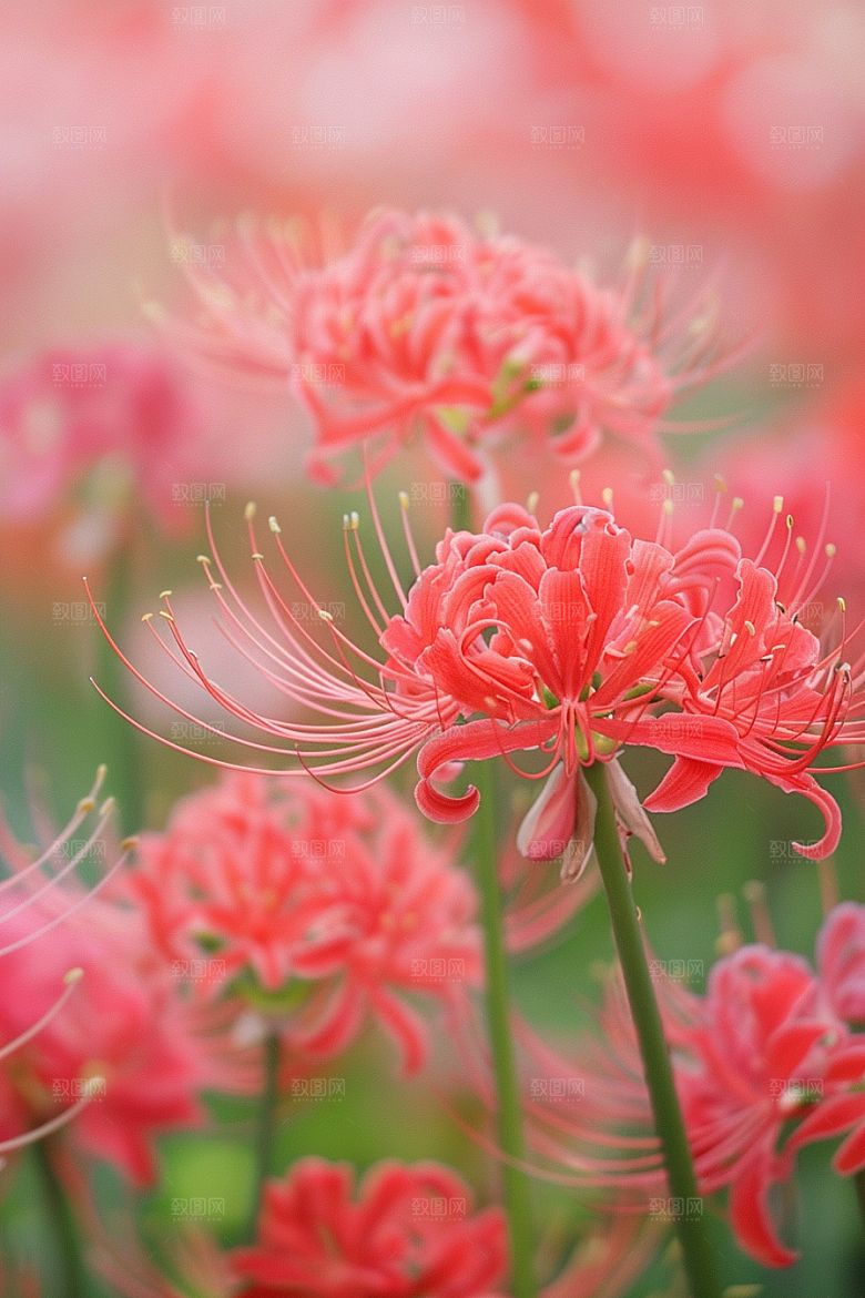 彼岸花花卉花朵摄影图
