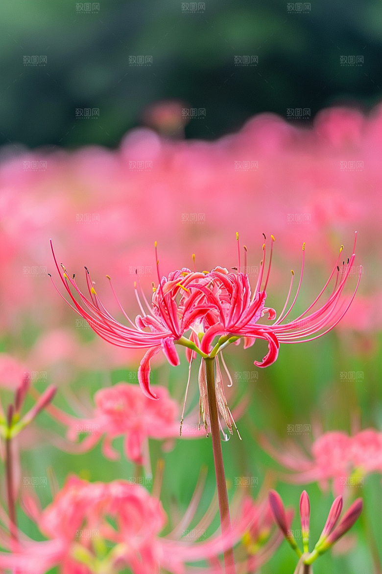 彼岸花冥界之花花朵摄影图