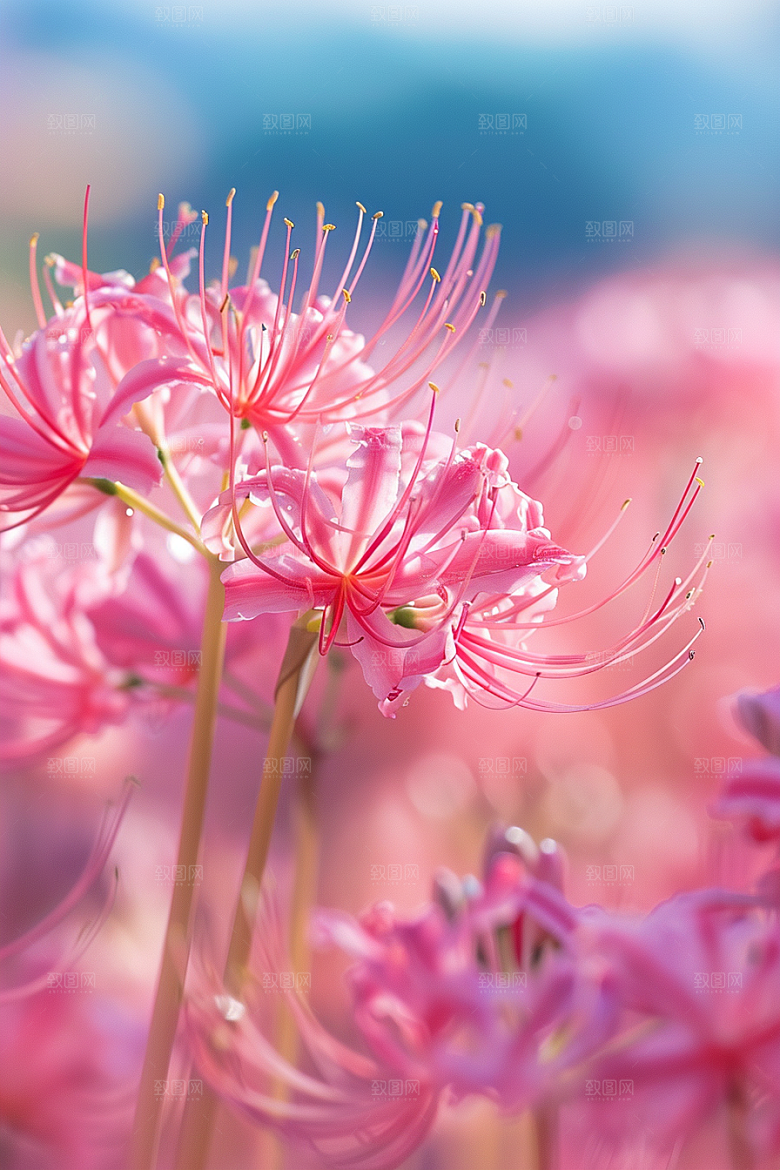 彼岸花石蒜特写摄影图