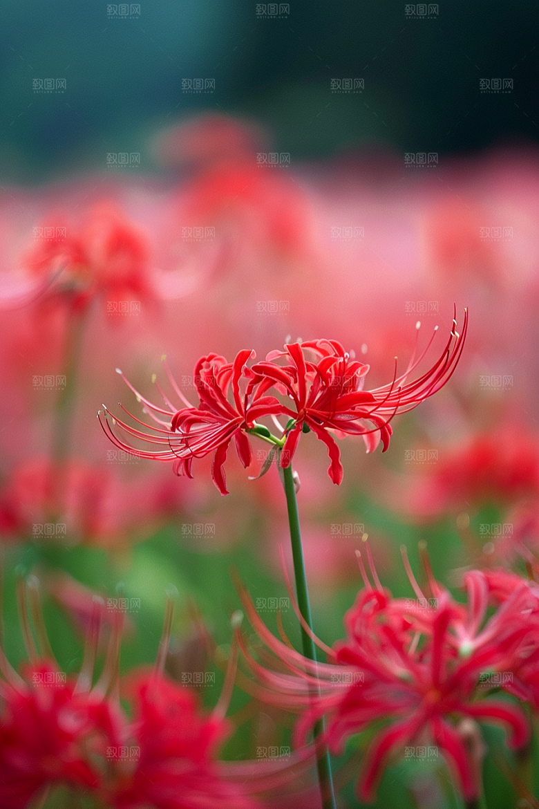 彼岸花花卉冥界之花摄影图