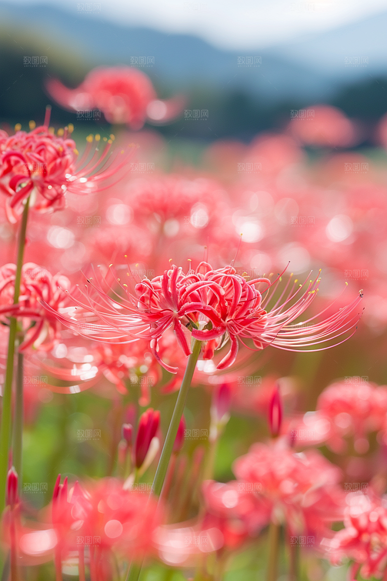 彼岸花曼殊沙华初夏摄影图