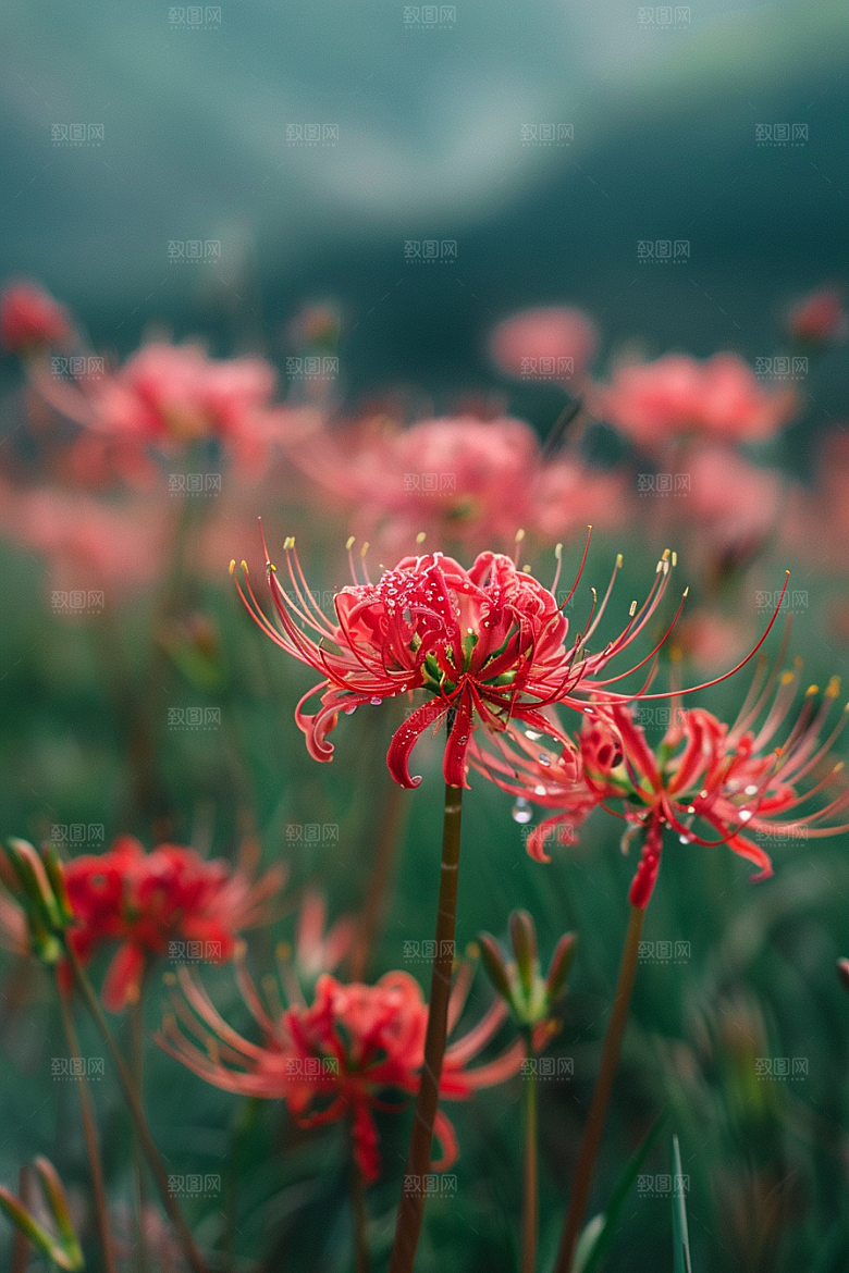 彼岸花高清唯美摄影图