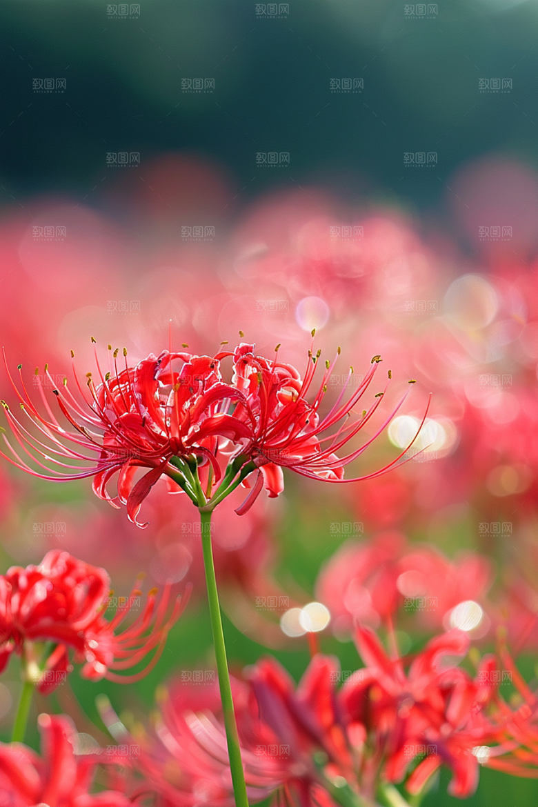 彼岸花高清植物摄影图