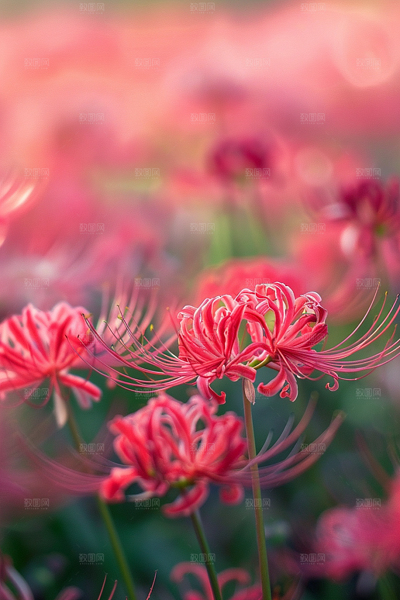 彼岸花优雅冥界之花摄影图