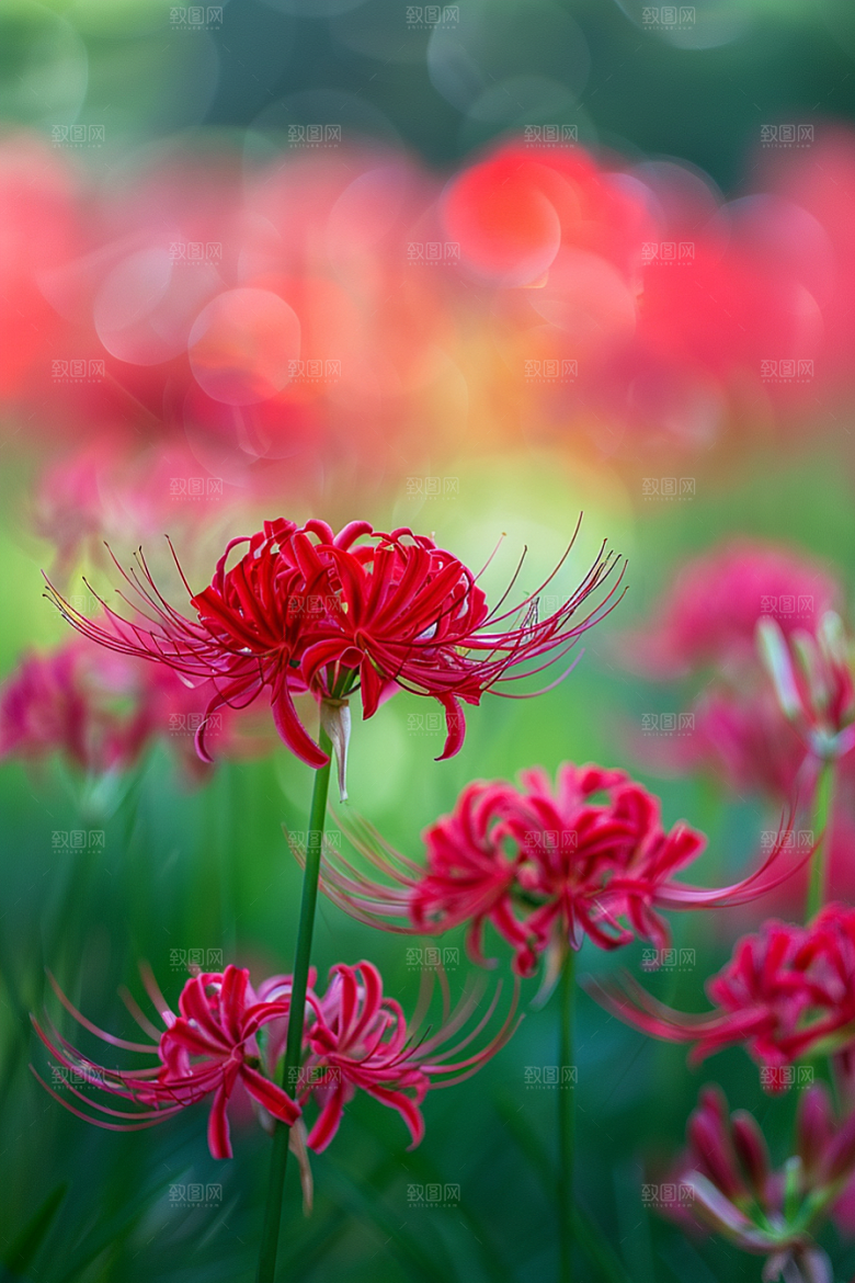 彼岸花花朵花卉摄影图