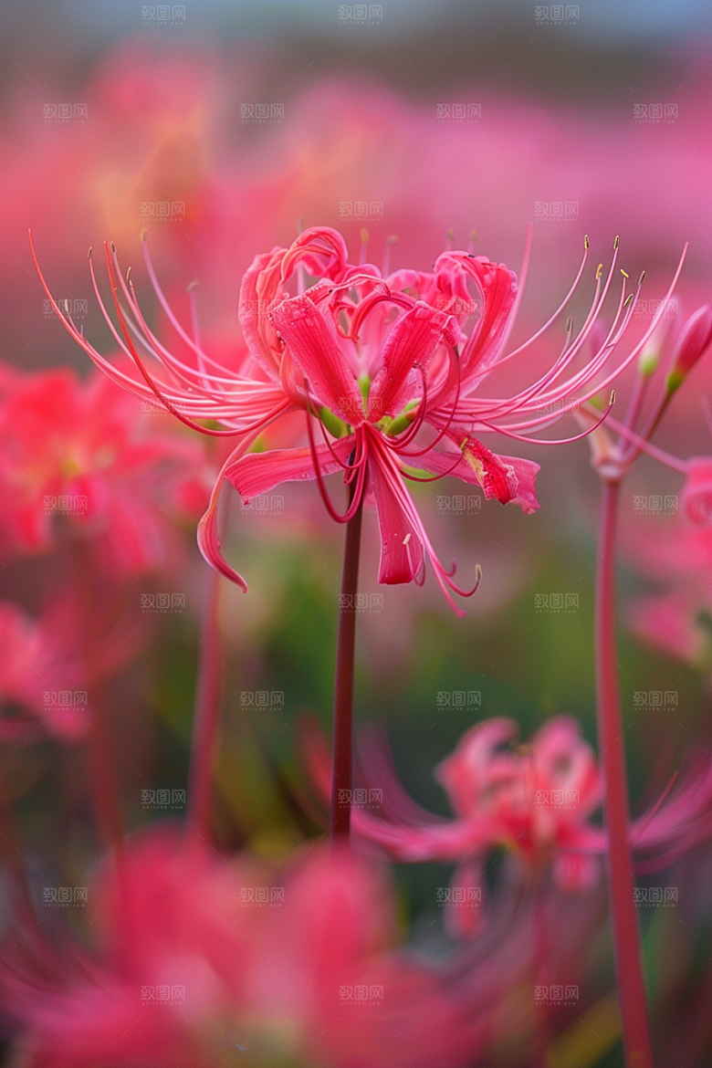 彼岸花石蒜冥界之花摄影图