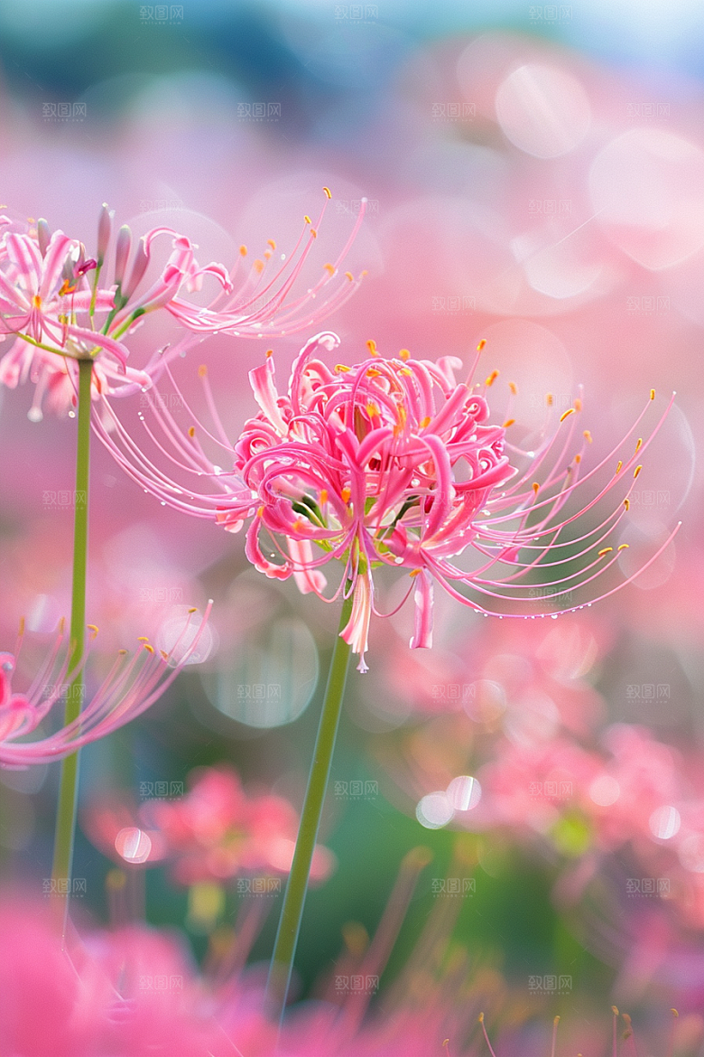 彼岸花石蒜花朵摄影图