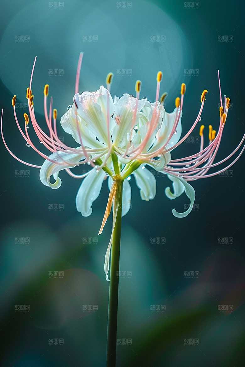 彼岸花曼殊沙华高清摄影图