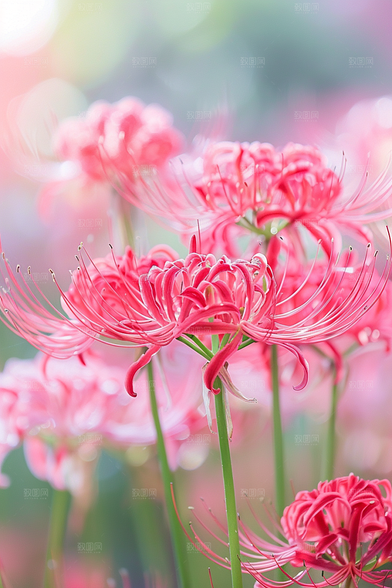 彼岸花花卉优雅摄影图